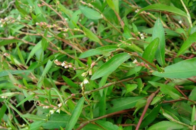 Cây dược liệu cây Nghể răm - Polygonum hydropiper L