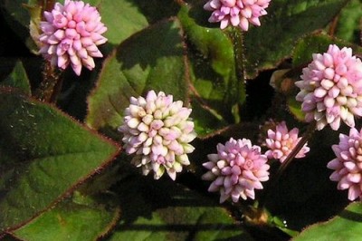 Cây dược liệu cây Nghể hoa đầu - Polygonum capitatum Buch.-Ham. ex D. Don