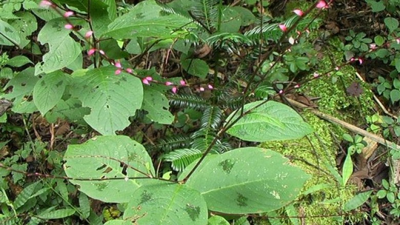 Cây dược liệu cây Nghể hình sợi lông ngắn, Kim tuyến thảo lông ngắn - Polygonum neofiliforme Thunb. (Antenoron neofiliforme (Nakai) Hara)