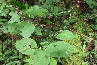 Cây dược liệu cây Nghể hình sợi lông ngắn, Kim tuyến thảo lông ngắn - Polygonum neofiliforme Thunb. (Antenoron neofiliforme (Nakai) Hara)