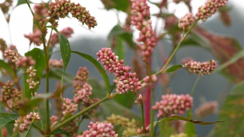 Cây dược liệu cây Nghể bún - Polygonum persicaria L