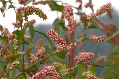 Cây dược liệu cây Nghể bún - Polygonum persicaria L