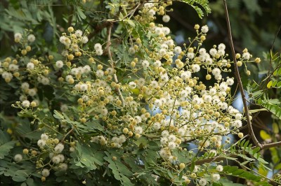 Cây dược liệu cây Keo trắng - Acacia leucophloea (Roxb.) Willdl