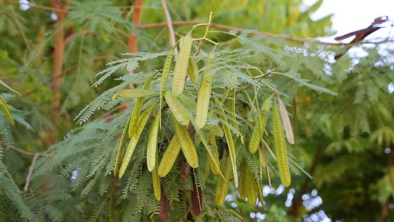 Cây dược liệu cây Keo giậu, Táo nhơn, Bình linh, Bọ chét hay Keo giun - Leucaena Leucocephala (Lam.) De Wil