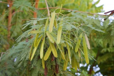 Cây dược liệu cây Keo giậu, Táo nhơn, Bình linh, Bọ chét hay Keo giun - Leucaena Leucocephala (Lam.) De Wil