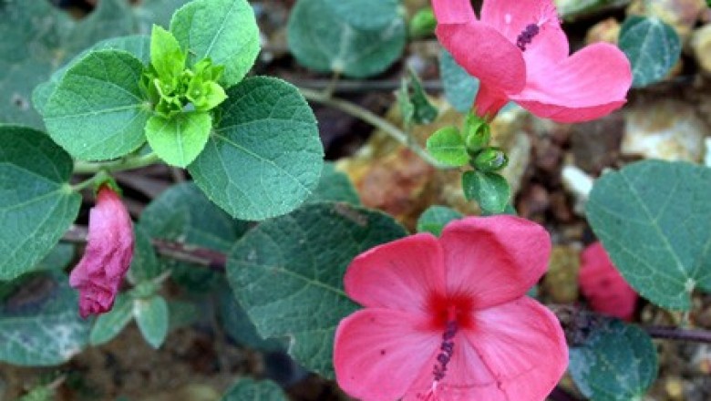 Cây dược liệu cây Ké trơn - Pavonia rigida (Mast.) Hochr