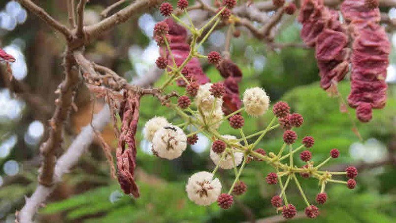 Cây dược liệu cây Keo đẹp - Acacia concinna (Willd.) DC
