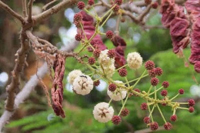 Cây dược liệu cây Keo đẹp - Acacia concinna (Willd.) DC
