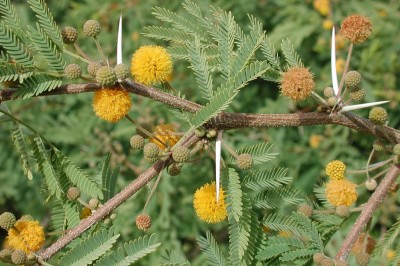 Cây dược liệu cây Keo ta, Keo thơm hay Mâm côi - Acacia farnesiana Willd