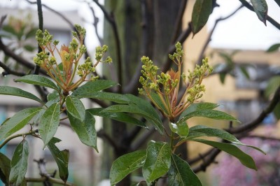 Cây dược liệu cây Kháo vàng bông, Kháo Thunberg, Rè cuống tuyến dài - Machilus thunbergii Sieb et Zucc