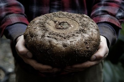 Cây dược liệu cây Khoai nưa, Khoai ngái, Nưa trồng - Amorphophallus konjac K. Koch (A. rivieri Dur)