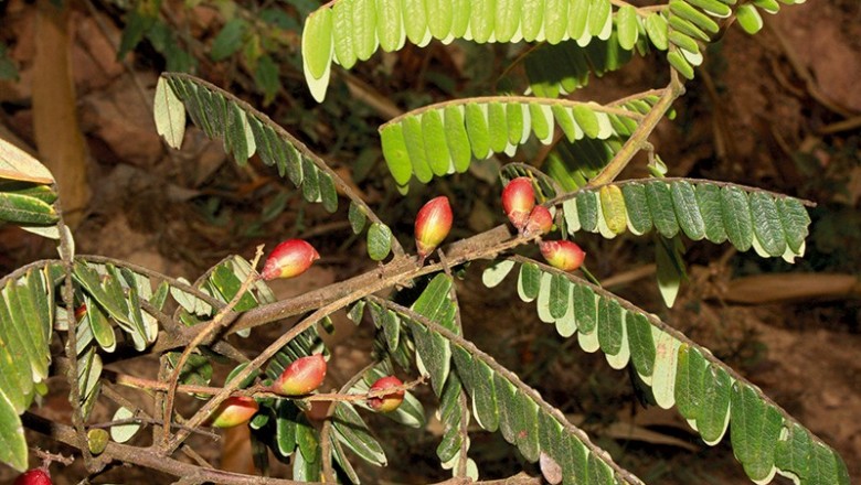 Cây dược liệu cây Khế rừng lá trinh nữ - Rourea mimosoides (Vahl) Planch