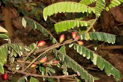 Cây dược liệu cây Khế rừng lá trinh nữ - Rourea mimosoides (Vahl) Planch