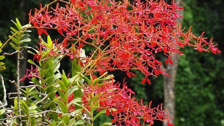 Cây dược liệu cây Khô mộc, Phi công thiên, Lan phượng vĩ, Huyết nhung dún - Renanthera coccinea Lour