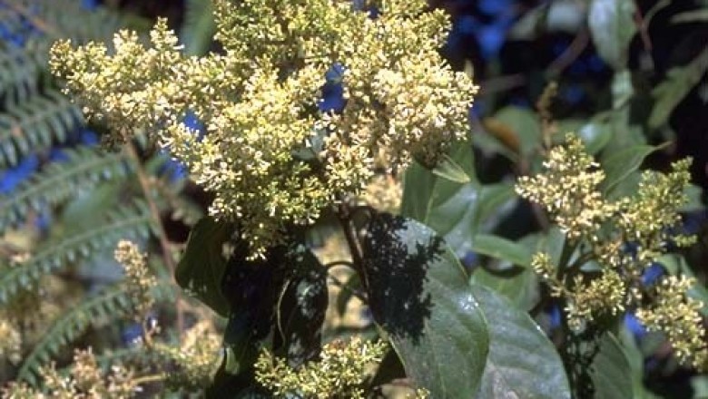 Cây dược liệu cây Khảo quang, Mo kheo - Wendlandia tinctoria (Roxb.) DC