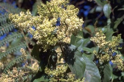 Cây dược liệu cây Khảo quang, Mo kheo - Wendlandia tinctoria (Roxb.) DC