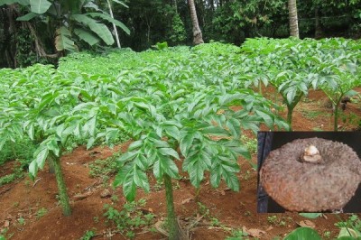 Cây dược liệu cây Khoai na, Khoai nưa, Nưa chuông - Amorphophallus paeoniifolius (Dennst.) Nicols. (A. campanulatus Blume ex Decne)