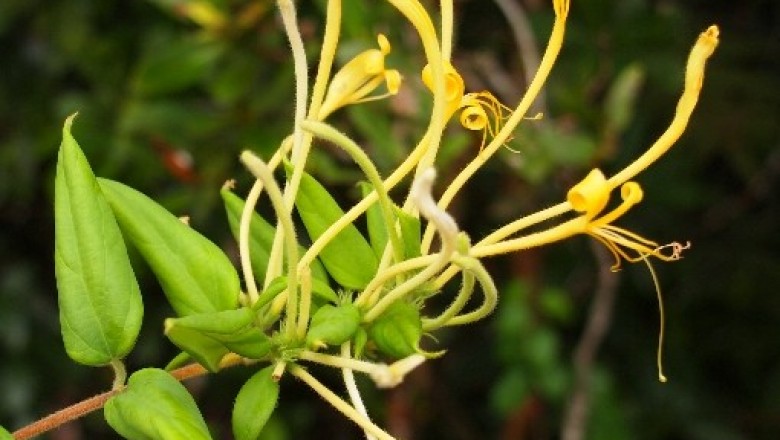 Cây dược liệu cây Kim ngân lông - Lonicera cambodiana Pierre ex Danguy