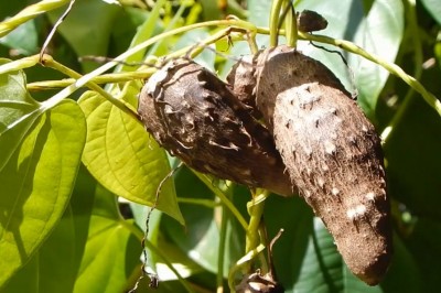 Cây dược liệu cây Khoai vạc, Củ cái, Củ mỡ, Củ cầm, Củ đỏ, Củ tía, Khoai tía, Khoai ngà, Khoai long, Khoai bướu, Khoai mỡ, Khoai trút, Khoai ngọt - Dioscorea alata L