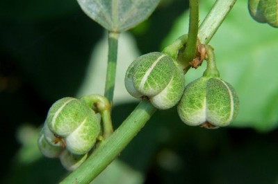 Cây dược liệu cây Khôi nước, Cọ tưa - Baliospermum montanum (Willd.) Muell- Arg. (B. axillare Blume)