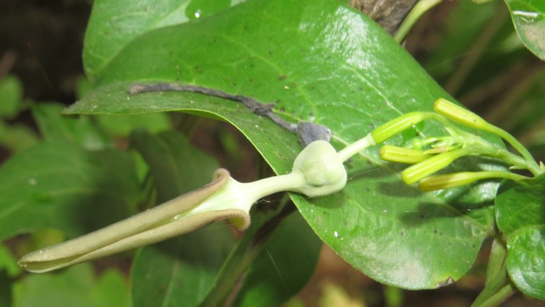 Cây dược liệu cây Khoai ca, Sơn dịch - Aristolochia indica L