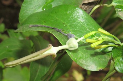 Cây dược liệu cây Khoai ca, Sơn dịch - Aristolochia indica L