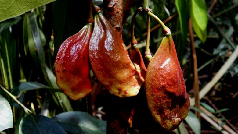 Cây dược liệu cây Kro, Cây Kro, Sám đề - Quassia indica (Gaertn) Nooteb. (Samadera indica Gaertn., S. mekongensis Pierre)