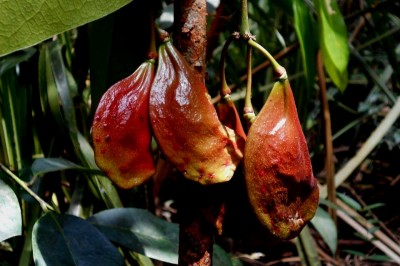 Cây dược liệu cây Kro, Cây Kro, Sám đề - Quassia indica (Gaertn) Nooteb. (Samadera indica Gaertn., S. mekongensis Pierre)