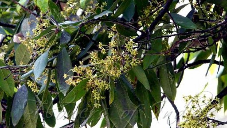 Cây dược liệu cây Kháo nhậm, Kháo thơm, Bời lời đẹc, Rè vàng - Machilus odoratissima Nees