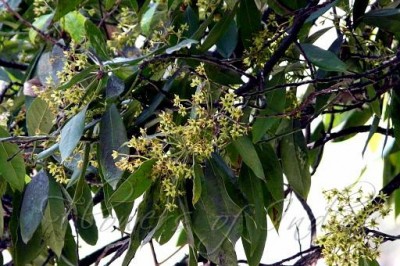 Cây dược liệu cây Kháo nhậm, Kháo thơm, Bời lời đẹc, Rè vàng - Machilus odoratissima Nees