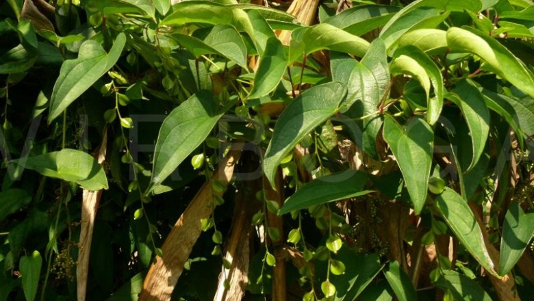 Cây dược liệu cây Khoai rạng, Củ cọc, Củ chuỳ, Củ rạng - Dioscorea glabra Roxb