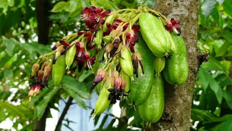 Cây dược liệu cây Khế tàu - Averrhoa bilimbi L