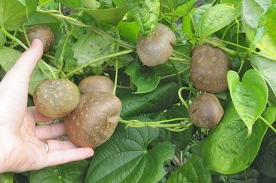 Cây dược liệu cây Khoai dái; Củ dại, Khoai trời - Dioscorea bulbifera L