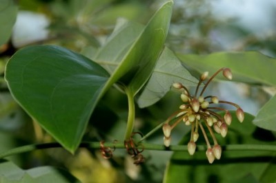 Cây dược liệu cây Khúc khắc - Heterosmilax gaudichaudiana (Kunth) Maxim (H. erythrantha Bail. Ex. Gagnep.)