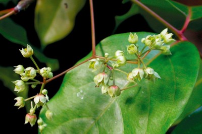 Cây dược liệu cây Khổ diệp - Picrasma javanica Blume