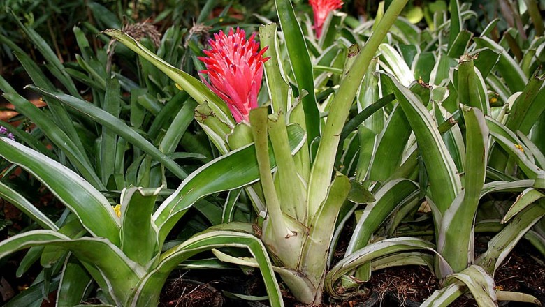 Cây dược liệu cây Khóm rằn, Dứa cảnh - Billbergia pyramidalis (Sims) Lindl