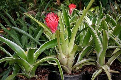 Cây dược liệu cây Khóm rằn, Dứa cảnh - Billbergia pyramidalis (Sims) Lindl