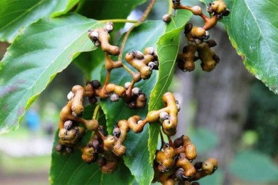 Cây dược liệu cây Khúng khéng - Hovenia dulcis Thunb