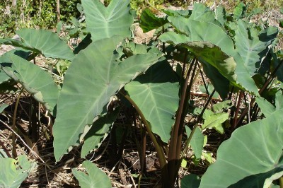 Cây dược liệu cây Khoai nước, Môn nước - Colocasia esculenta (L.) Schott