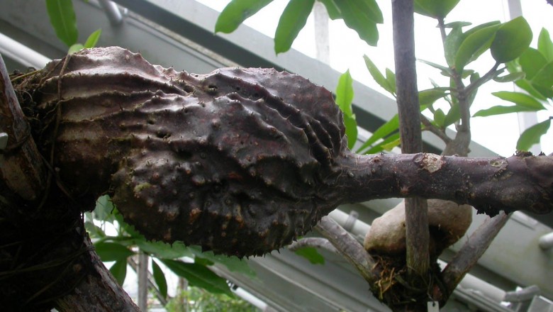 Cây dược liệu cây Kỳ nam kiến, Cây ổ kiến – Myrmecodia armata DC