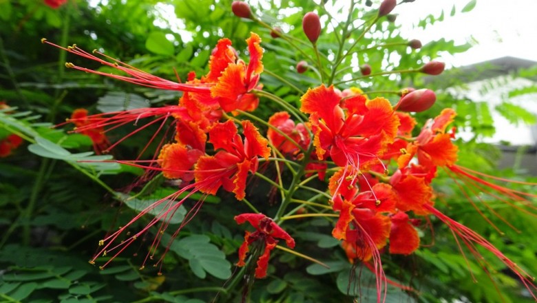 Cây dược liệu cây Kim phượng, Điệp cúng, Điệp ta, Điệp vàng - Caesalpinia pulcherrima (L.) Sw