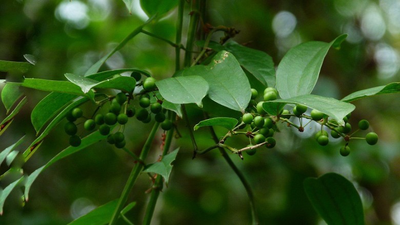 Cây dược liệu cây Kim cang quả to, Cam ích, Man ết, Nâu - Smilax megacarpa A.DC