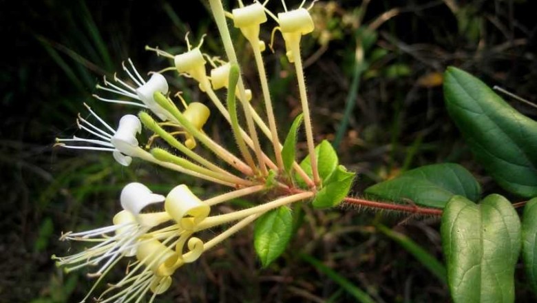 Cây dược liệu cây Kim ngân hoa to- Lonicera macrantha (D. Don) Spreng