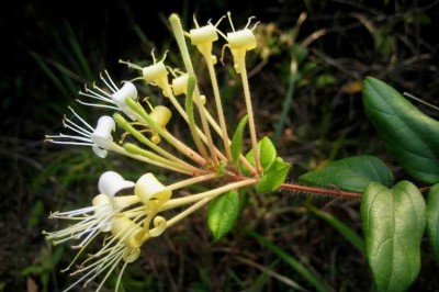 Cây dược liệu cây Kim ngân hoa to- Lonicera macrantha (D. Don) Spreng