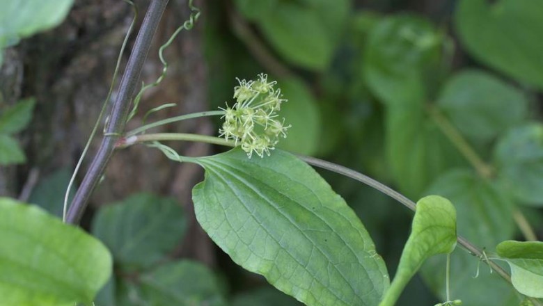 Cây dược liệu cây Kim cang lá mỏng - Smilax riparia A. et C.DC