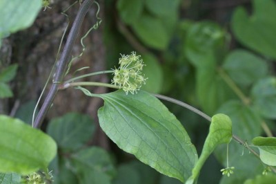 Cây dược liệu cây Kim cang lá mỏng - Smilax riparia A. et C.DC