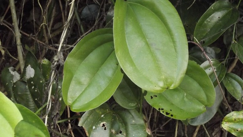 Cây dược liệu cây Kim cang nhiều tán, Kim cang sinh sôi - Smilax prolifera Roxb. ex Kunth