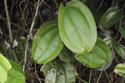 Cây dược liệu cây Kim cang nhiều tán, Kim cang sinh sôi - Smilax prolifera Roxb. ex Kunth