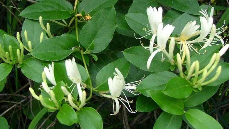Cây dược liệu cây Kim ngân, dây Nhẫn đông - Lonicera japonica Thunb