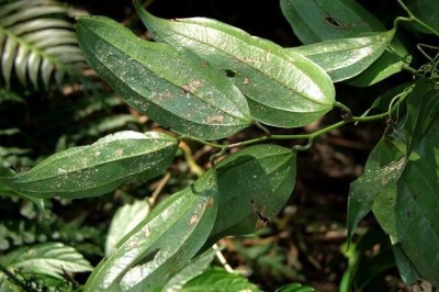 Cây dược liệu cây Kim cang Campuchia - Smilax cambodiana Gagnep